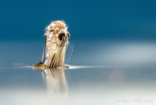 Illustration for article titled How to Take Eye-Popping Pictures of Tiny Bugs